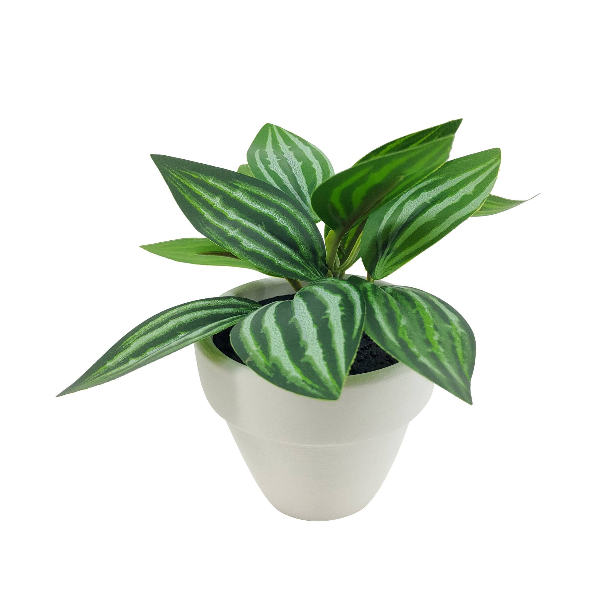 Assorted Micro Plant, 1pc. by Ashland®